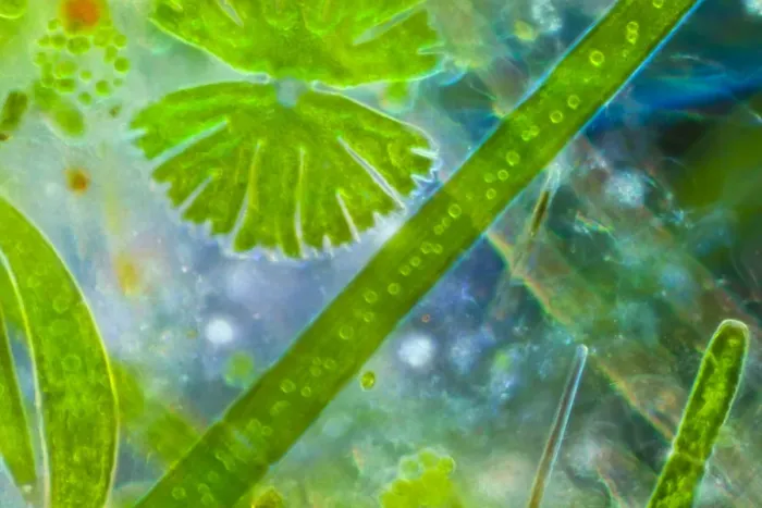 Framed Print : Light micrograph of pond water including single celled algae called desmids {Desmidiaceae Framed Print : Light micrograph of pond water including single celled algae called desmids {Desmidiaceae