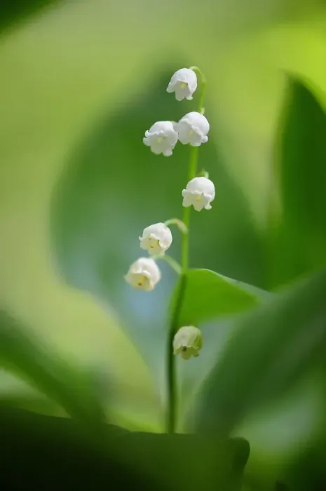 Framed Print : Lily of the valley (Convallaria majalis), Foret de Puvenelle, Lorraine Regional Natural Park Framed Print : Lily of the valley (Convallaria majalis), Foret de Puvenelle, Lorraine Regional Natural Park