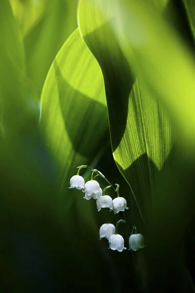 Lily of the valley (Convallaria majalis) hidden at the bottom of the forest in spring. Morning sun is lighting from behind. Biebrza National Park, Poland