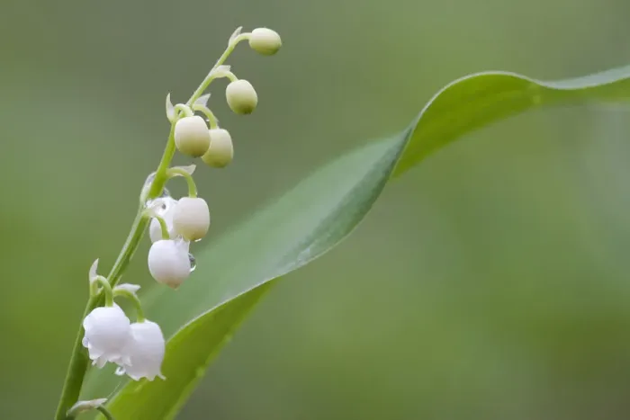 Framed Print : Lily of the valley (Convallaria majalis) in flower, Brasschaat, Belgium, May Framed Print : Lily of the valley (Convallaria majalis) in flower, Brasschaat, Belgium, May