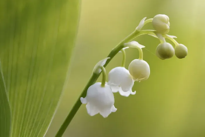 Framed Print : Lily of the valley (Convallaria majalis) Vosges, France, April Framed Print : Lily of the valley (Convallaria majalis) Vosges, France, April