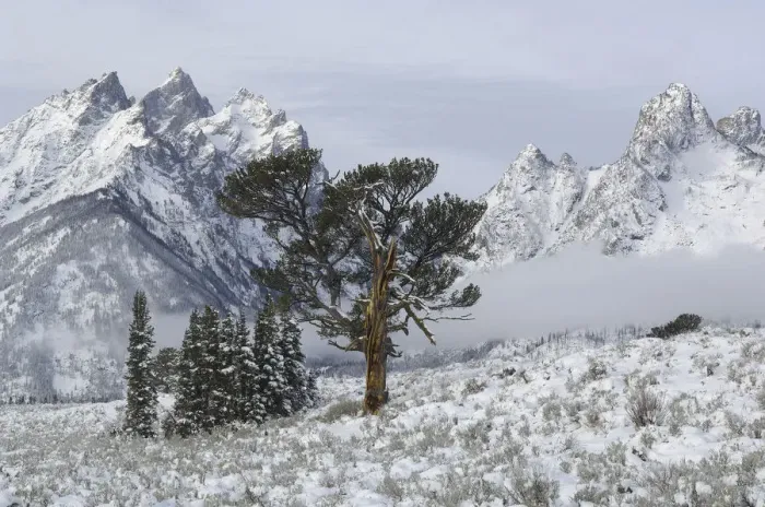 Framed Print : Limber Pine (Pinus flexilis). Grand Teton National Park, Wyoming, USA, October 2010 Framed Print : Limber Pine (Pinus flexilis). Grand Teton National Park, Wyoming, USA, October 2010