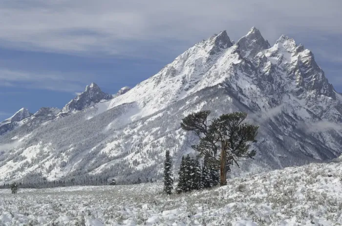 Framed Print : Limber Pine (Pinus flexilis) against high mountain peaks. Grand Teton National Park, Wyoming, USA Framed Print : Limber Pine (Pinus flexilis) against high mountain peaks. Grand Teton National Park, Wyoming, USA