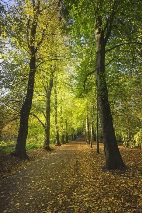 Framed Print : Lime Avenue a famous row of Lime trees (Tilia Sp) Hampstead Heath, London, England, UK Framed Print : Lime Avenue a famous row of Lime trees (Tilia Sp) Hampstead Heath, London, England, UK