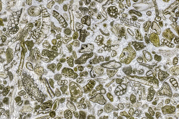 Limestone microfossils in a 0. 03mm-thick slice of fossil-rich limestone viewed at high magnification, image area is 3mm across in real life. Packed with foraminifera and bryozoans (both microscopic aquatic organisms)
