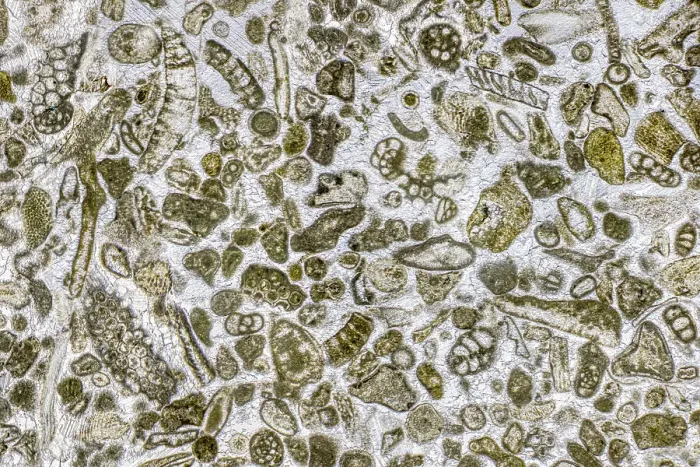 Framed Print : Limestone microfossils in a 0. 03mm-thick slice of fossil-rich limestone viewed at high magnification, image area is 3mm across in real life. Packed with foraminifera and bryozoans (both microscopic aquatic organisms) Framed Print : Limestone microfossils in a 0. 03mm-thick slice of fossil-rich limestone viewed at high magnification, image area is 3mm across in real life. Packed with foraminifera and bryozoans (both microscopic aquatic organisms)