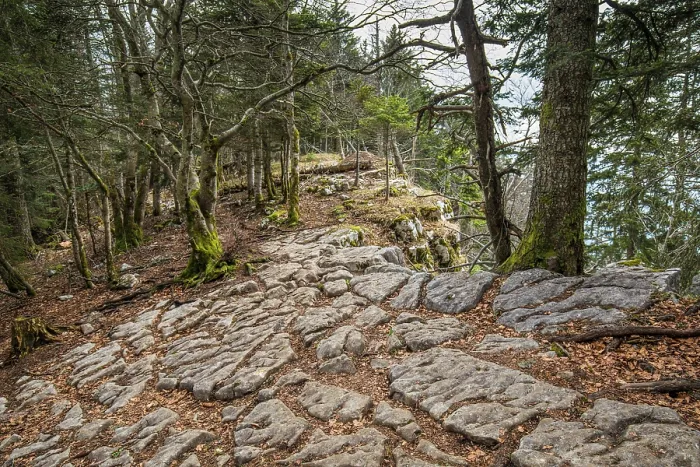 Framed Print : Limestone pavement in the forest, partly covered in fallen leaves. Molard Noir mountain, Le Bourget-du-Lac, Savoie, Alps, France. April, 2021 Framed Print : Limestone pavement in the forest, partly covered in fallen leaves. Molard Noir mountain, Le Bourget-du-Lac, Savoie, Alps, France. April, 2021