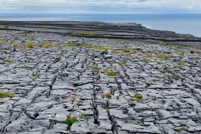 Framed Print : Limestone pavement, Inishmaan, Aran Islands, County Galway, Republic of Ireland. June, 2019 Framed Print : Limestone pavement, Inishmaan, Aran Islands, County Galway, Republic of Ireland. June, 2019