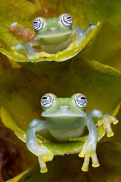 Two Limon glass frogs (Sachatamia ilex) sitting on plant, one above the other, Canande