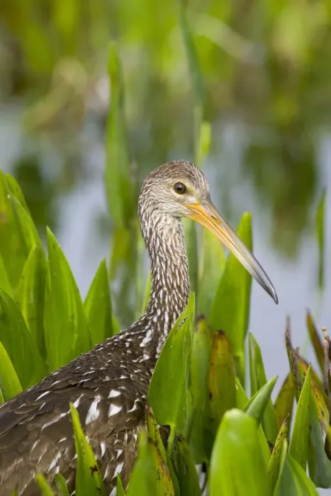 Framed Print : Limpkin (Aramus guarauna) in wetland vegetation, Florida, USA Framed Print : Limpkin (Aramus guarauna) in wetland vegetation, Florida, USA