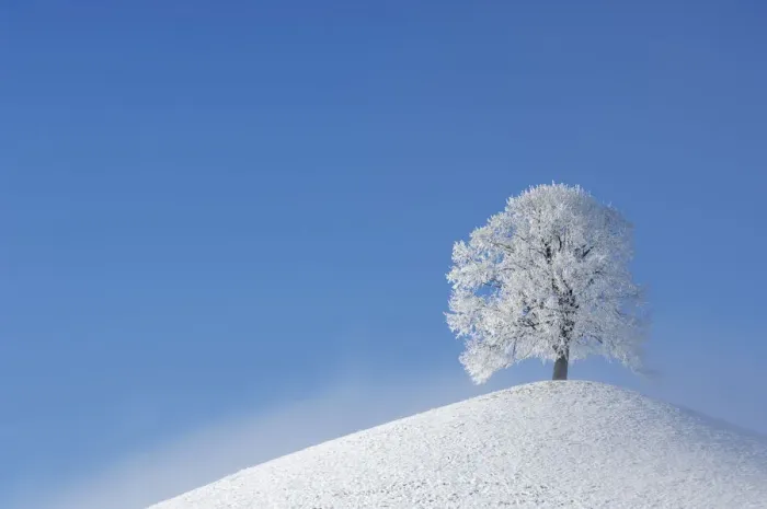 Framed Print : Linden tree (Tilia sp. ) with heavy frost on small hill. Switzerland, Europe, December Framed Print : Linden tree (Tilia sp. ) with heavy frost on small hill. Switzerland, Europe, December