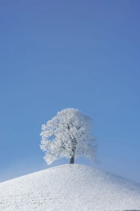 Framed Print : Linden tree (Tilia sp. ) with heavy frost on small hill. Switzerland, Europe, December Framed Print : Linden tree (Tilia sp. ) with heavy frost on small hill. Switzerland, Europe, December