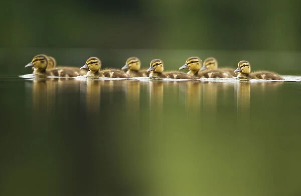 A line of Mallard (Anas platyrhynchos) ducklings swimming on a still lake, Derbyshire, England, UK, June