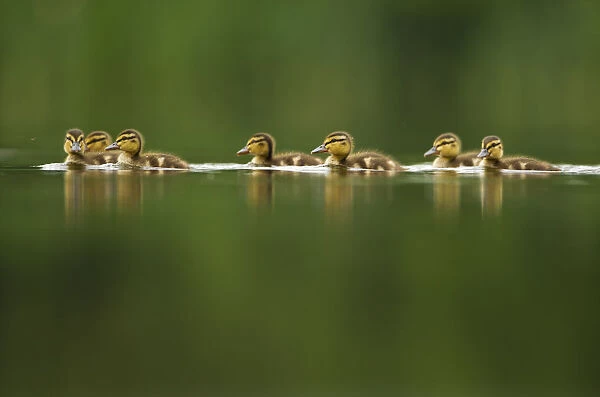 A line of Mallard (Anas platyrhynchos) ducklings swimming on a still lake, Derbyshire