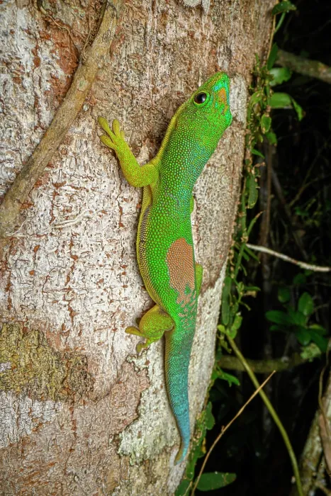 Framed Print : Lined day gecko (Phelsuma lineata) climbing up tree trunk, Maromizaha Forest, near Andasibe, central-eastern Madagascar Framed Print : Lined day gecko (Phelsuma lineata) climbing up tree trunk, Maromizaha Forest, near Andasibe, central-eastern Madagascar