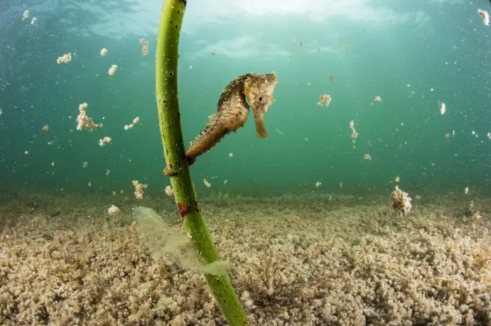 Framed Print : Lined seahorse (Hippocampus erectus) holding onto a red mangrove shoot in a land locked Framed Print : Lined seahorse (Hippocampus erectus) holding onto a red mangrove shoot in a land locked