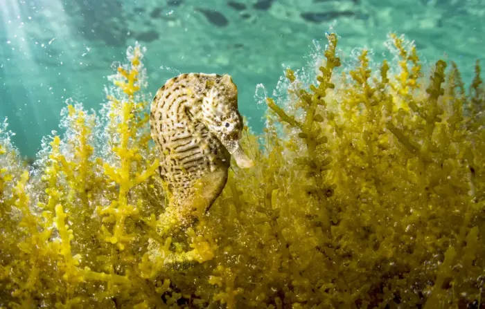 Framed Print : Lined seahorse (Hippocampus erectus) male clinging to algae in a land locked alakaline Framed Print : Lined seahorse (Hippocampus erectus) male clinging to algae in a land locked alakaline