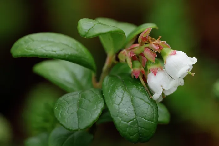 Framed Print : Lingonberry (Vaccinium vitis-idaea) in flower, Varanger, Norway. July Framed Print : Lingonberry (Vaccinium vitis-idaea) in flower, Varanger, Norway. July