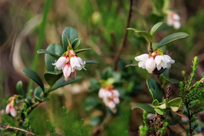 Framed Print : Lingonberry (Vaccinium vitis-idaea) flowers, Upper Bavaria, Germany. May