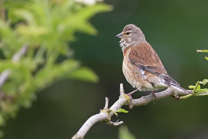 Framed Print : Linnet (Carduelis cannabina) female, perched on branch singing, Cantley, Norfolk, England, UK. June Framed Print : Linnet (Carduelis cannabina) female, perched on branch singing, Cantley, Norfolk, England, UK. June