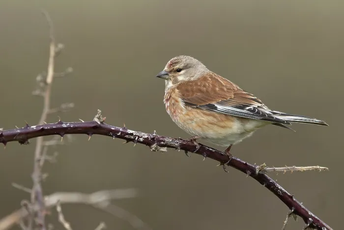 Framed Print : Linnet (Carduelis cannabina) perched on branch, Dorset, England, UK. April Framed Print : Linnet (Carduelis cannabina) perched on branch, Dorset, England, UK. April