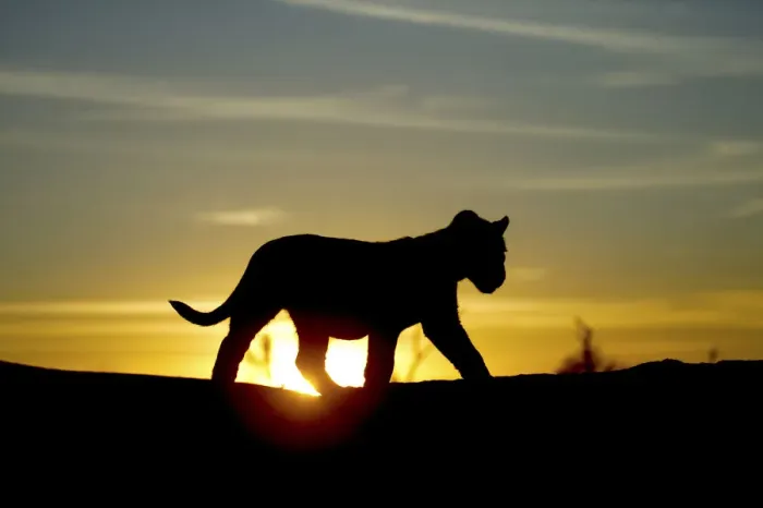 Framed Print : Lion cub (Panthera leo) silhouetted at sunrise, taken on location for Pride tv series