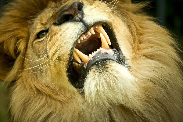 Lion (Panthera leo) close up of teeth while its snarling, captive