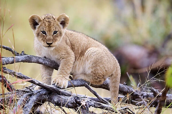 Lion (Panthera leo) cub, aged 3 months, climbing on branch and chewing on a stick, Okavango Delta, Botswana, Africa