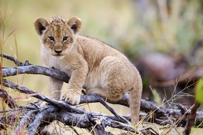 Framed Print : Lion (Panthera leo) cub, aged 3 months, climbing on branch and chewing on a stick, Okavango Delta, Botswana, Africa Framed Print : Lion (Panthera leo) cub, aged 3 months, climbing on branch and chewing on a stick, Okavango Delta, Botswana, Africa