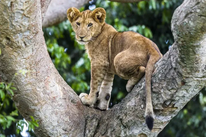 Framed Print : Lion (Panthera leo) cub up a tree - only three populations of lions are known to do this habitually Framed Print : Lion (Panthera leo) cub up a tree - only three populations of lions are known to do this habitually