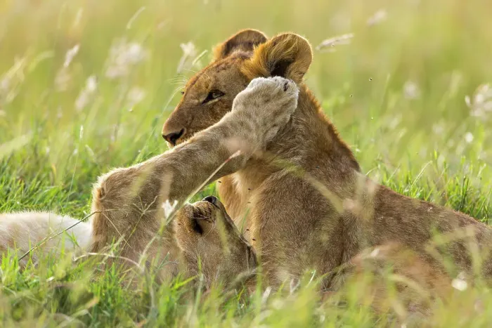 Framed Print : Lion (Panthera leo) cubs playing, Masai-Mara Game Reserve, Kenya Framed Print : Lion (Panthera leo) cubs playing, Masai-Mara Game Reserve, Kenya