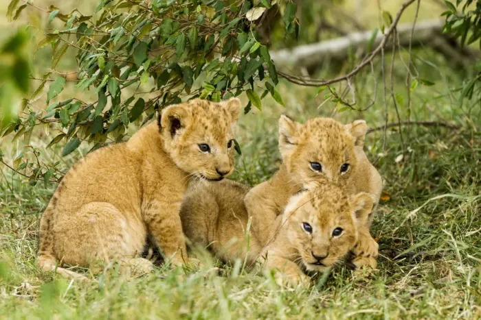 Framed Print : Lion (Panthera leo) cubs playing, Masai Mara Game Reserve, Kenya Framed Print : Lion (Panthera leo) cubs playing, Masai Mara Game Reserve, Kenya