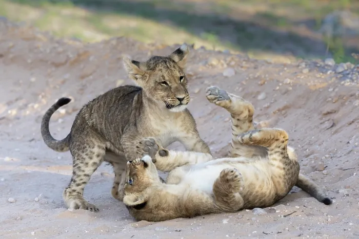 Framed Print : Two Lion (Panthera leo) cubs playing, Kgalagadi Transfrontier Park, Northern Cape, South Africa Framed Print : Two Lion (Panthera leo) cubs playing, Kgalagadi Transfrontier Park, Northern Cape, South Africa
