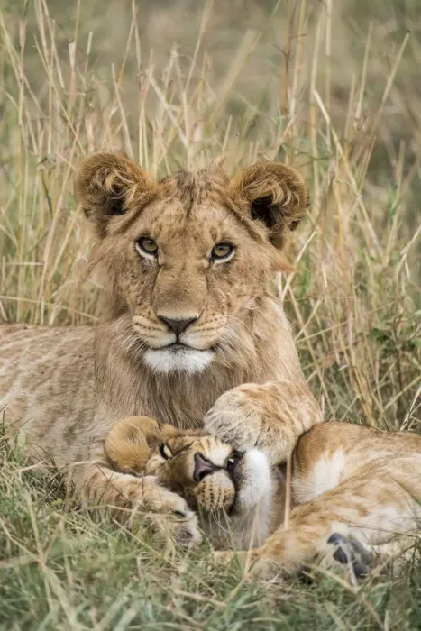 Framed Print : Lion (Panthera leo) cubs resting, Masai-Mara Game Reserve, Kenya Framed Print : Lion (Panthera leo) cubs resting, Masai-Mara Game Reserve, Kenya