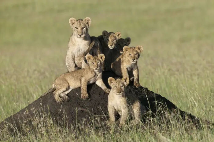 Framed Print : Lion (Panthera leo) cubs sitting on termite mound, Masai-Mara, Kenya. Vulnerable species Framed Print : Lion (Panthera leo) cubs sitting on termite mound, Masai-Mara, Kenya. Vulnerable species