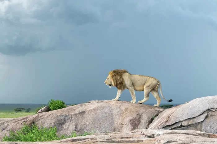 Framed Print : Lion (Panthera leo) dominant male, standing on a small granite outcrop, looking out over his territory under cloudy sky, Serengeti National Park, Tanzania Framed Print : Lion (Panthera leo) dominant male, standing on a small granite outcrop, looking out over his territory under cloudy sky, Serengeti National Park, Tanzania