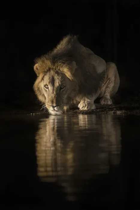 Framed Print : Lion (Panthera leo) drinking at night, Zimanga private game reserve, KwaZulu-Natal, South Africa Framed Print : Lion (Panthera leo) drinking at night, Zimanga private game reserve, KwaZulu-Natal, South Africa