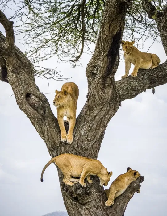 Framed Print : Lion (Panthera leo) family climbing and resting in tree. Serengeti National Park Framed Print : Lion (Panthera leo) family climbing and resting in tree. Serengeti National Park