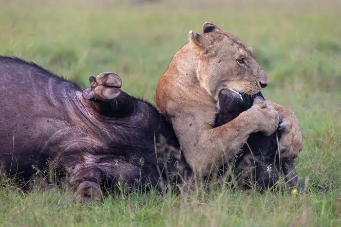 Framed Print : Lion (Panthera leo) female, attacking an African buffalo (Syncerus caffer) using the kiss of death, axphyxiation by obstructing the muzzle and nostrils Framed Print : Lion (Panthera leo) female, attacking an African buffalo (Syncerus caffer) using the kiss of death, axphyxiation by obstructing the muzzle and nostrils