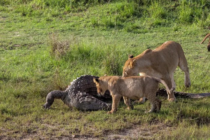 Framed Print : Lion (Panthera leo) female with cub, feeding on Crocodile (Crocodylus niloticus) prey, Masai Mara National Reserve, Kenya Framed Print : Lion (Panthera leo) female with cub, feeding on Crocodile (Crocodylus niloticus) prey, Masai Mara National Reserve, Kenya