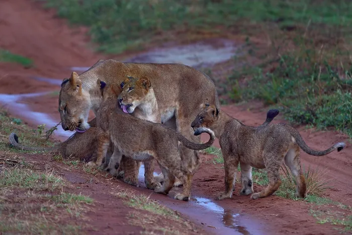 Framed Print : Lion (Panthera leo) female with cubs, standing on wet dirt track grooming after the rain, Uganda Framed Print : Lion (Panthera leo) female with cubs, standing on wet dirt track grooming after the rain, Uganda