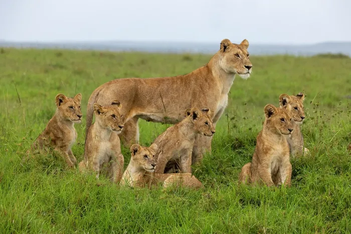 Framed Print : Lion (Panthera leo) female with cubs in the savanna, Masai Mara National Reserve, Kenya Framed Print : Lion (Panthera leo) female with cubs in the savanna, Masai Mara National Reserve, Kenya