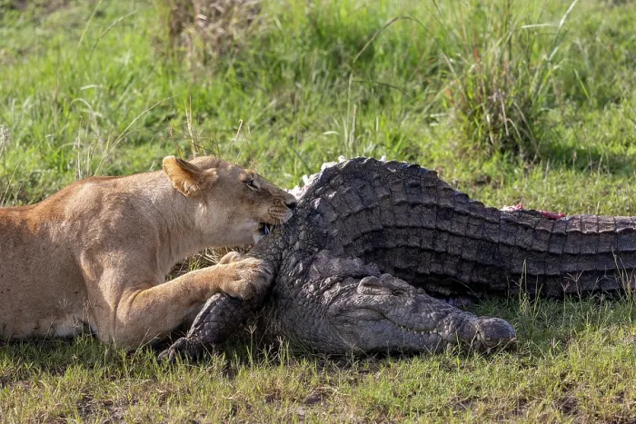 Framed Print : Lion (Panthera leo) female, feeding on Crocodile (Crocodylus niloticus) prey, Masai Mara National Reserve, Kenya Framed Print : Lion (Panthera leo) female, feeding on Crocodile (Crocodylus niloticus) prey, Masai Mara National Reserve, Kenya