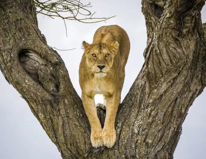 Framed Print : Lion (Panthera leo), female in fork of tree. Serengeti National Park, Serengeti, Tanzania Framed Print : Lion (Panthera leo), female in fork of tree. Serengeti National Park, Serengeti, Tanzania