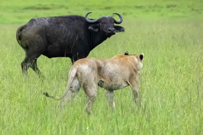 Framed Print : Lion (Panthera leo) female, hunting an African buffalo (Syncerus caffer), Masai Mara National Reserve, Kenya Framed Print : Lion (Panthera leo) female, hunting an African buffalo (Syncerus caffer), Masai Mara National Reserve, Kenya