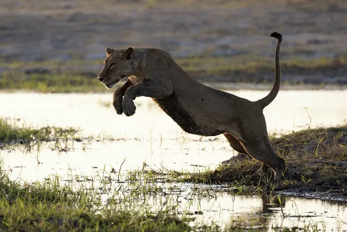 Framed Print : Lion (Panthera leo) female, leaping over water, Chobe River, Chobe National Park, Botswana Framed Print : Lion (Panthera leo) female, leaping over water, Chobe River, Chobe National Park, Botswana