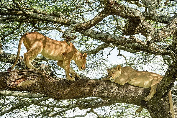 Lion (Panthera leo) female, resting in tree during middle of day to escape the heat with juvenile male Lion approaching, near Ndutu, Ngorongoro Conservation Area  /  Serengeti National Park border, Tanzania