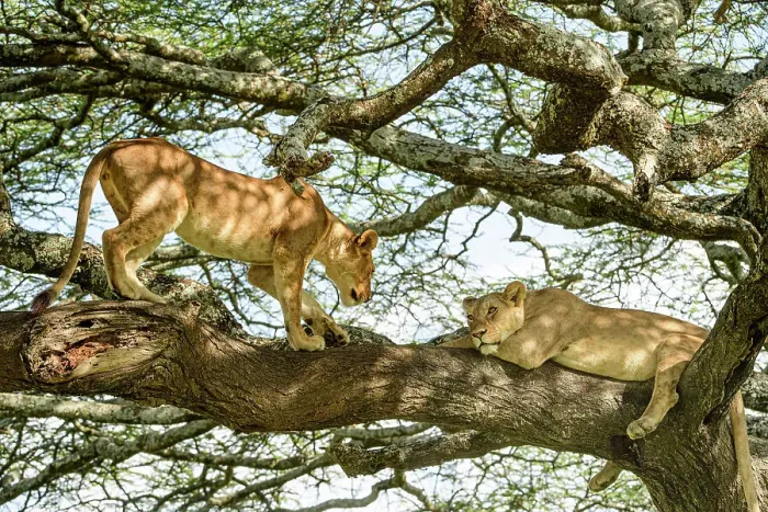 Framed Print : Lion (Panthera leo) female, resting in tree during middle of day to escape the heat with juvenile male Lion approaching, near Ndutu, Ngorongoro Conservation Area  /  Serengeti National Park border, Tanzania