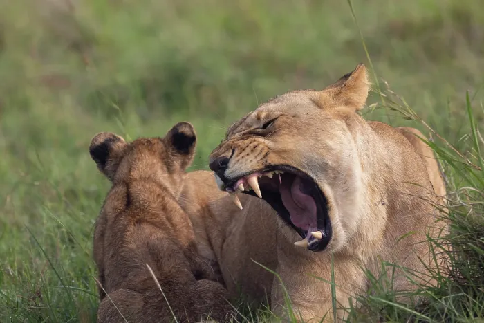 Framed Print : Lion (Panthera leo) female, snarling at her cub, Masai Mara National Reserve, Kenya Framed Print : Lion (Panthera leo) female, snarling at her cub, Masai Mara National Reserve, Kenya