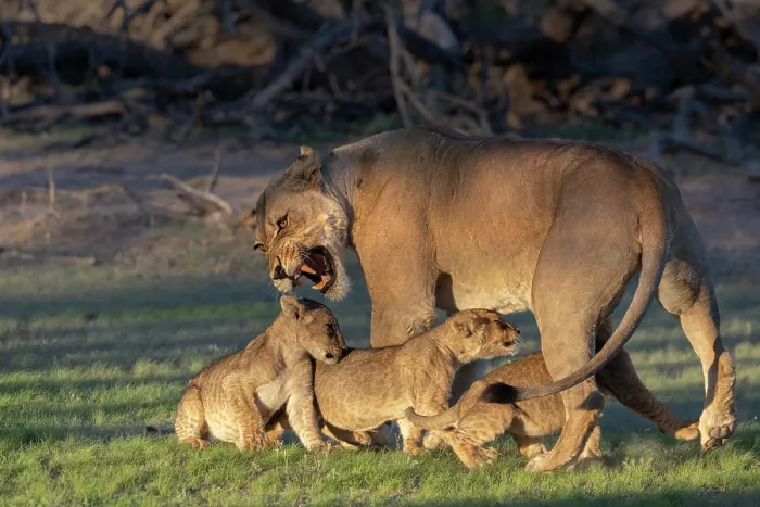 Framed Print : Lion (Panthera leo) female snarling at three hungry cubs wanting to suckle, Kgalagadi Transfrontier Park, Northern Cape, South Africa Framed Print : Lion (Panthera leo) female snarling at three hungry cubs wanting to suckle, Kgalagadi Transfrontier Park, Northern Cape, South Africa